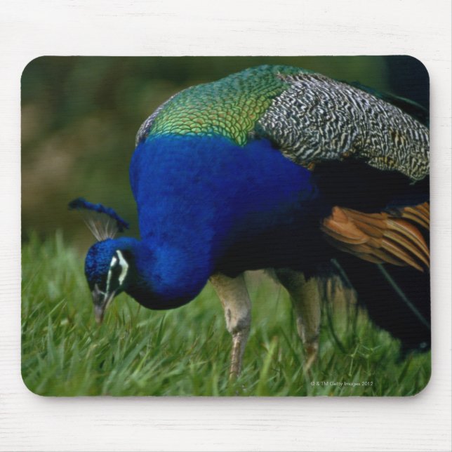 Close-up of a peacock mouse pad (Front)