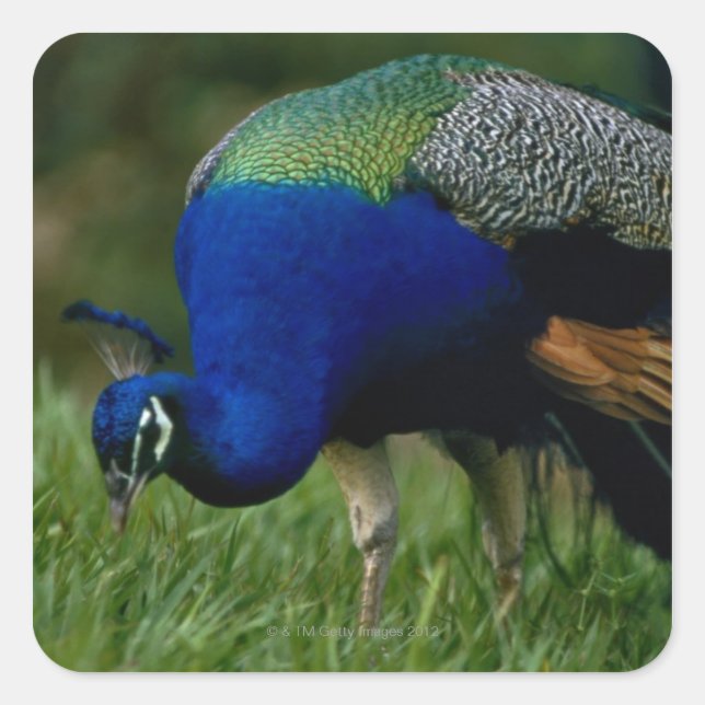 Close-up of a peacock square sticker (Front)