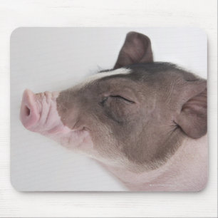 Close-up of a piglet's head, smiling mouse pad