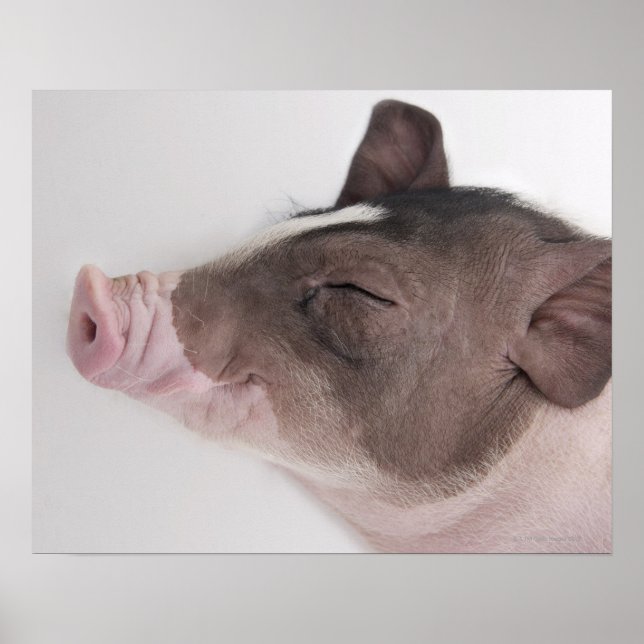 Close-up of a piglet's head, smiling poster (Front)