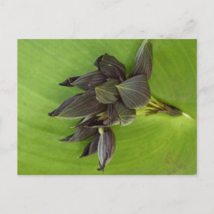 Close-up of a Pleurothallis orchid flower. Postcard