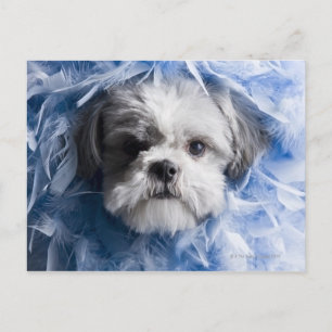 Close-up of a puppy covered with feathers postcard