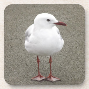 Close Up of a Seagull Coaster