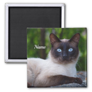 Close up of a Siamese Cat with Blue Eyes Magnet