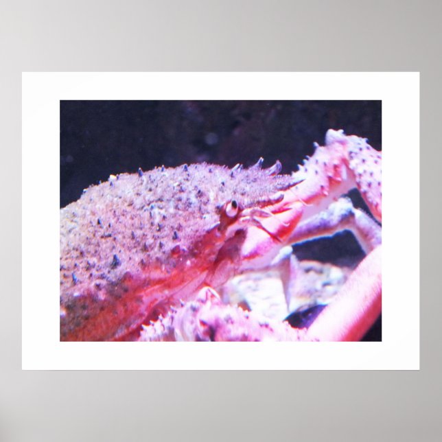 Close up of a Spider crab Poster (Front)