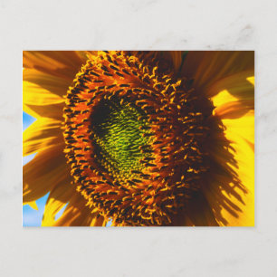 Close-up of a sunflower postcard
