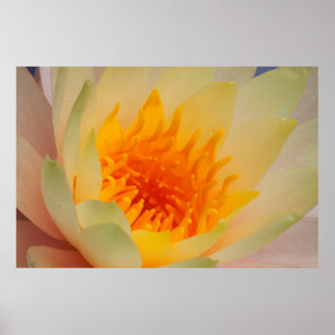 Close-Up Of A Water Lily Poster