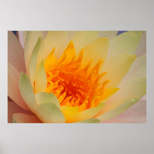 Close-Up Of A Water Lily Poster (Front)
