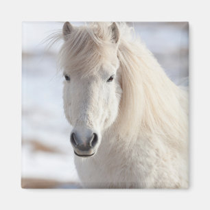 Close up of a White Icelandic Horse Magnet