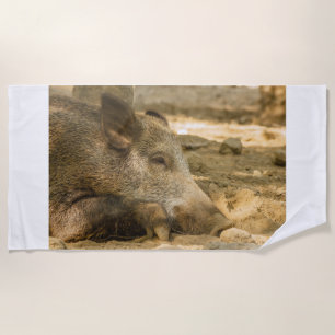 close-up of a wild boar on beach towels