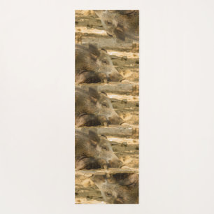 close-up of a wild boar on yoga mat