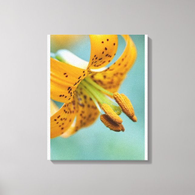 Close Up of a Yellow Lily Canvas Print (Front)