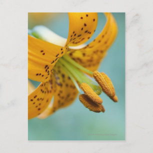 Close Up of a Yellow Lily Postcard