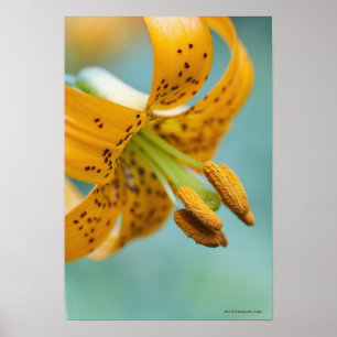 Close Up of a Yellow Lily Poster