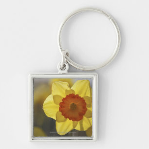 Close Up of a Yellow/Orange Daffodil Key Ring