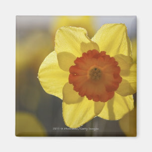 Close Up of a Yellow/Orange Daffodil Magnet