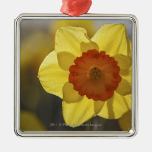 Close Up of a Yellow/Orange Daffodil Metal Tree Decoration