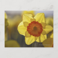 Close Up of a Yellow/Orange Daffodil