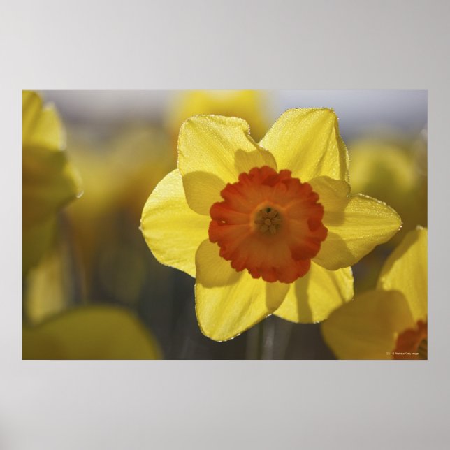 Close Up of a Yellow/Orange Daffodil Poster (Front)