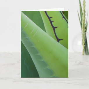 Close Up Of Agave Card