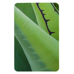 Close Up Of Agave Magnet