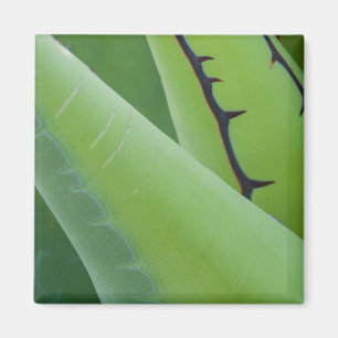 Close Up Of Agave Magnet