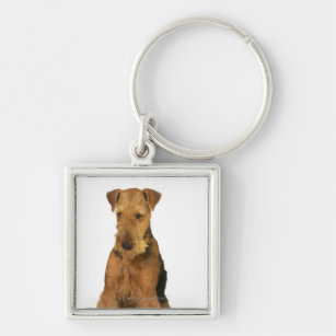 Close up of an airedale terrier key ring