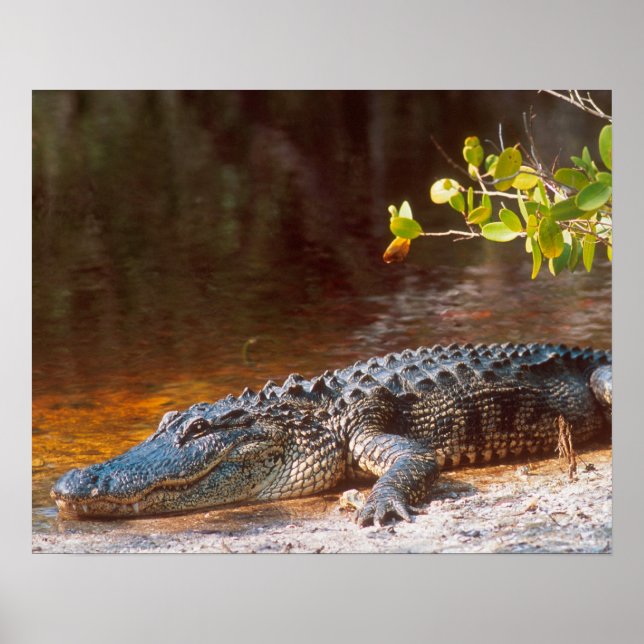 Close up of an american alligator at the J.N. Poster (Front)