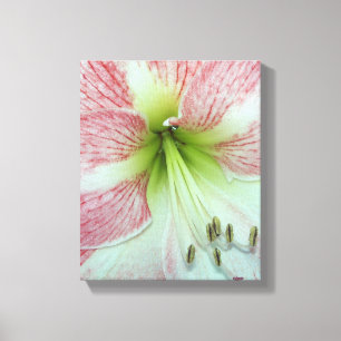 close up of an open red and white Amaryllis flower Canvas Print