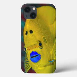 Close-up of Angelfish iPhone 13 Case