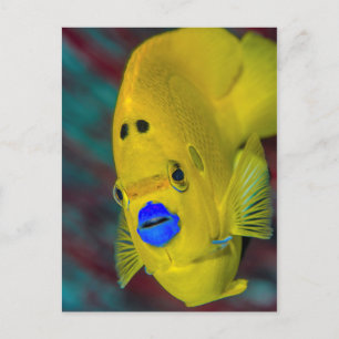 Close-up of Angelfish Postcard