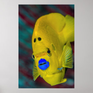 Close-up of Angelfish Poster