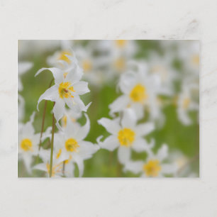 Close-up of avalanche lilies postcard