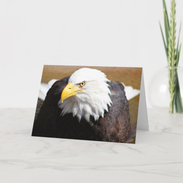 Close Up of Bald Eagle Blank Notecard (Front)