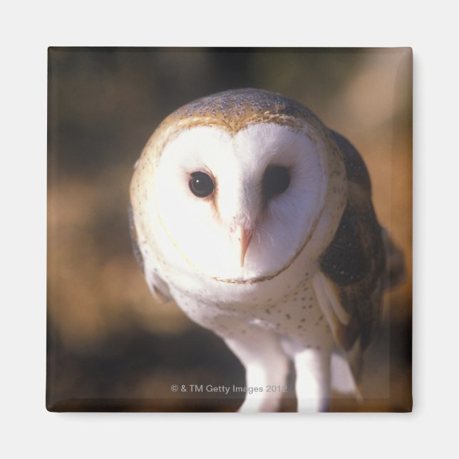 'Close-up of Barn Owl, Land Between Lakes, KY' Magnet (Front)