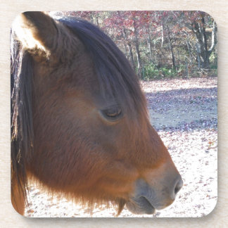 Close up of Brown horse, Little Brown Pony Coaster
