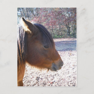 Close up of Brown horse, Little Brown Pony Postcard