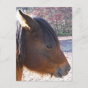 Close up of Brown horse, Little Brown Pony Postcard