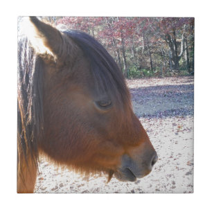 Close up of Brown horse, Little Brown Pony Tile