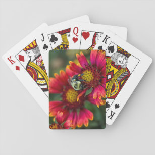 Close-up of bumblebee with pollen basket playing cards