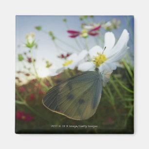 Close-up of butterfly on flower magnet