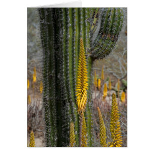 Close Up Of Cactus And Agave