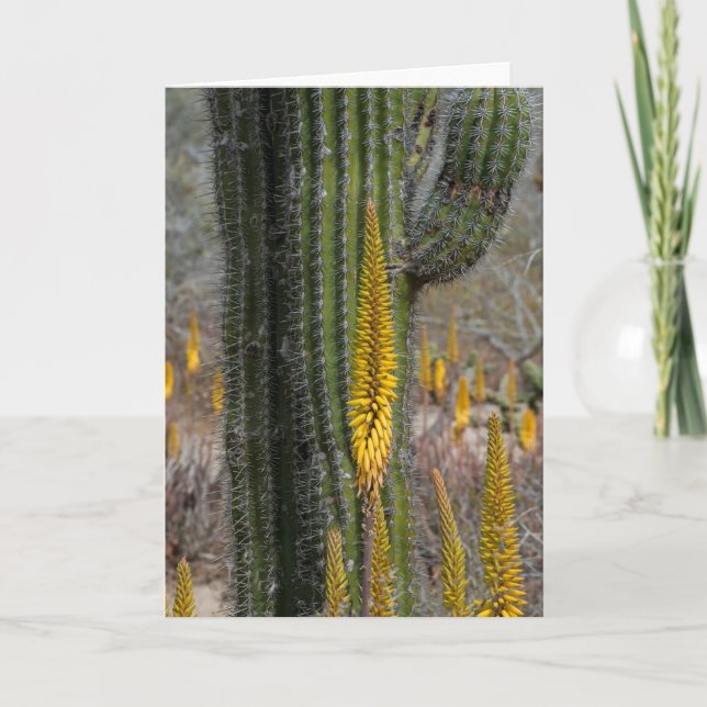 Close Up Of Cactus And Agave Card (Front)