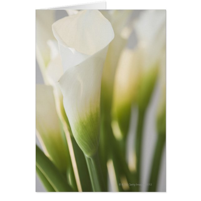 Close up of calalily flowers (Front)