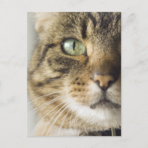 Close-up of cat (focus on eye) postcard