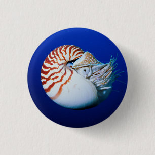 Close-Up Of Chambered Nautilus 3 Cm Round Badge