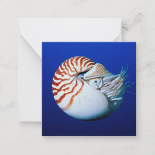 Close-Up Of Chambered Nautilus Card