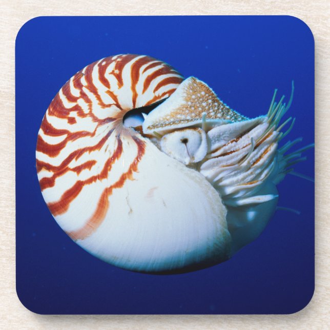 Close-Up Of Chambered Nautilus Coaster (Front)