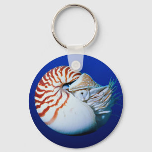 Close-Up Of Chambered Nautilus Key Ring