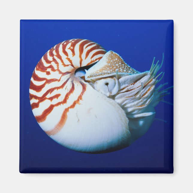 Close-Up Of Chambered Nautilus Magnet (Front)